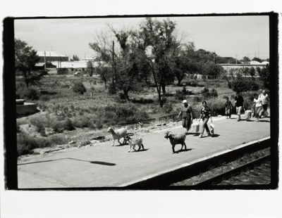 The platform in Sheli city