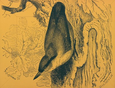 Certhia Familiaris/Sitta Caesia