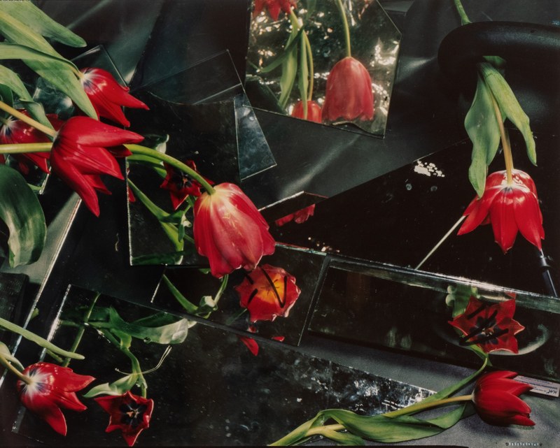 Het Oog: making food out of sunlight